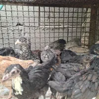 جوجه|حیوانات مزرعه|شهرضا, |دیوار