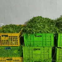 کار برای شستن سبزی پاره وقت