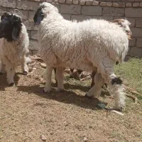 قوچ نر مری پس