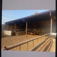 دامداری به متراژ حدود هزار متر|فروش دفتر صنعتی، کشاورزی، تجاری|کویرات, |دیوار