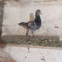 کبوتر جوجه پلاکی|پرنده|باوی, |دیوار