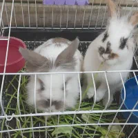 خرگوش|موش و خرگوش|فولادشهر, مسکن مهر فولادشهر|دیوار