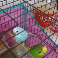 یک جفت پرنده ی مرغ عشق