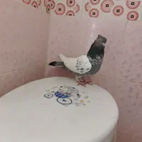 دوتا کفتر|پرنده|شیراز, کوشک میدان|دیوار