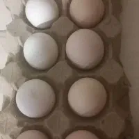 تخم مرغ نطفه دارگلین