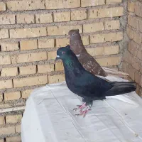 دوعددماده دمسفید