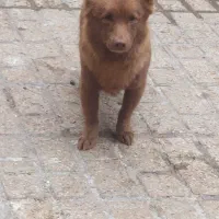 سگ اشپیتز|سگ|مشهد, شهید قربانی|دیوار