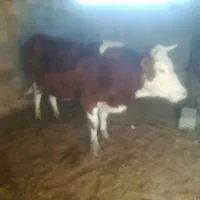 یک عدد گاو تازه زا با گوساله نر