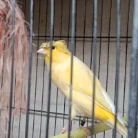 قناری نر بخون|پرنده|گلپایگان, |دیوار