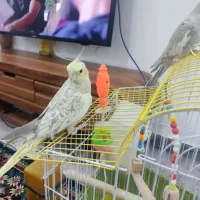 عروس هلندی