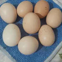 بهترین تخمه مرغ محلی و تخم غاز