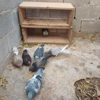 کبوتر چاق وچله