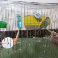 یک جفت مرغ عشق|پرنده|کوهدشت, |دیوار