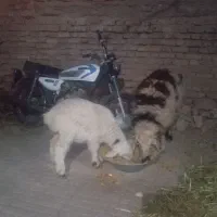 میش و بره چاقه چله شیرازی وزن دوتا62کیلو