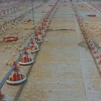 جوشکار مرغداری