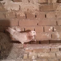 کبوتر|پرنده|گیان, |دیوار