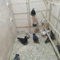 کفتر یا کبوتر