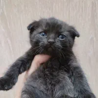 گربه اسکاتیش و بریتیش|گربه|تهران, سبلان (لشگر)|دیوار