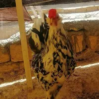خروس گلین|حیوانات مزرعه|خرمآباد, |دیوار