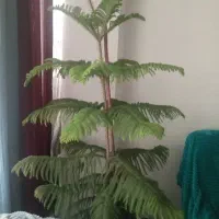 کاج مطبق