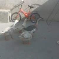 غاز و قوغاز و اردک