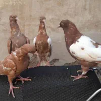جوجه ابلق مشکی دم سفید افغانی