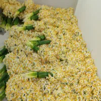 فروش عمده گل نرگس مستقیم از مزرعه به سراسر کشور|گل و گیاه طبیعی|شیراز, جوادیه|دیوار