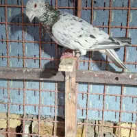 غریب کفتر|پرنده|بجنورد, |دیوار