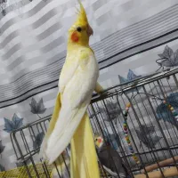 یک عدد عروس هلندی تازه دون خور باهوش