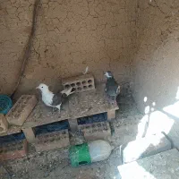 دوعدد گفتر یدونه ماده دوکت سیاه ویکی جوجه سرور|پرنده|کهریزک, |دیوار