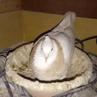 پرنده|حیوانات|شیراز, کرونی(خاتونک)|دیوار