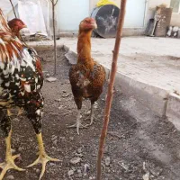 مرغ و خروس لاری