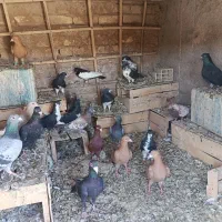 کبوتر|پرنده|لنجان, |دیوار