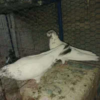 کفتر پرشی گرو|پرنده|اصفهان, امین‌آباد|دیوار