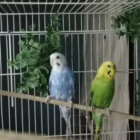 چهار جفت مرغ عشق مولد با تخم|پرنده|مشهد, تربیت (صدف)|دیوار