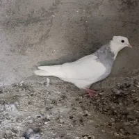 کفتر ماده طوقی یخی نسل درست کاکل میخ|پرنده|قائن, |دیوار