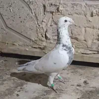 چندتا کفتر هوایی خاطرجمع.جوجه کشی خاطرجمع|پرنده|زاوه, |دیوار