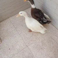 یک جفت اردک