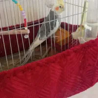 عروس هلندی|پرنده|خاش, |دیوار