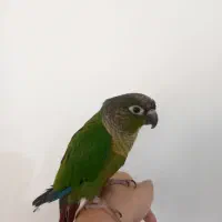 طوطی گرینچیک