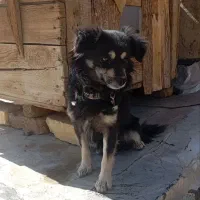 واگذاری سگ پاپی