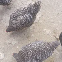 مرغ امروک|حیوانات مزرعه|چناران, |دیوار