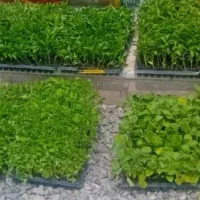 نشا گوجه بادمجان