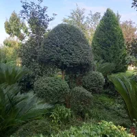 انجام کلیه موارد باغبانی و طراحی سه بعدی|خدمات باغبانی و درختکاری|صومعهسرا, |دیوار