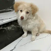 فروش سگ نژاد اشپیتز