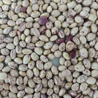 لوبیا چیتی|خوردنی و آشامیدنی|شیراز, باغشهر اهل بیت|دیوار