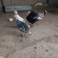 بوقلمون|حیوانات مزرعه|پلدختر, |دیوار