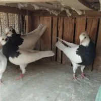 مقلف طوقی غلط دار یاهو