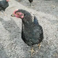 نیمچه خروس بلک استار 4ماه20