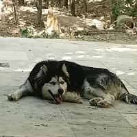 سگ هاسکی